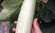 吃瓜视频的网红,揭秘吃瓜视频网红的爆红之路